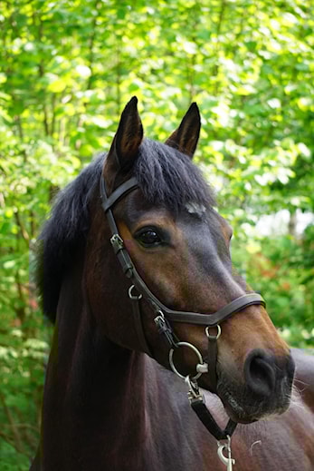 Velkommen tilbake! Rideskolen starter igjen mandag 21. august